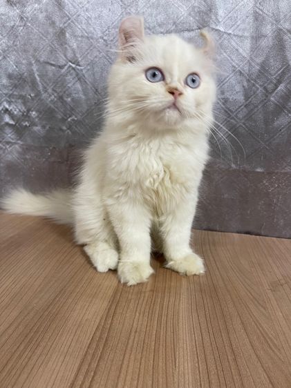 คนขายเลี้ยงเองครับ   น้องแมวพันธุ์ อเมริกันเคิร์ลผสมหิมาลายัน เพศชาย ( หูบิน ) ตาสีฟ้า พร้อมฉีดยา รูปที่ 3