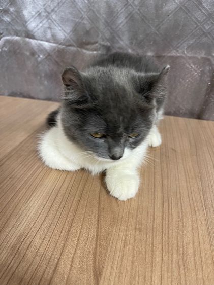 คนขายเลี้ยงเองครับ   น้องแมวพันธุ์ อเมริกันเคิร์ลผสมหิมาลายัน เพศหญิง  ( หูบิน ) พร้อมฉีดยา รูปที่ 4