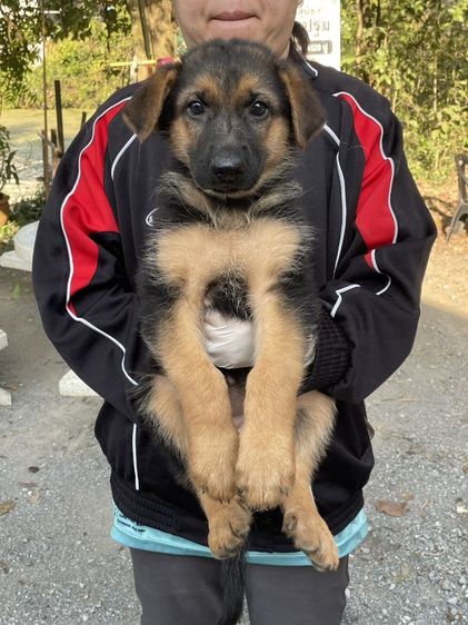 ขายลูกสุนัขเยอรมันเชพเพิร์ดแท้