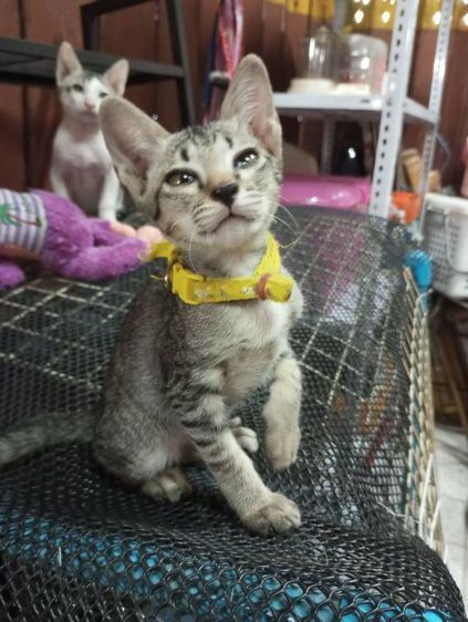 ลูกแมว  2 เดือน