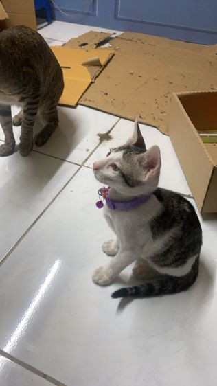 ลูกแมว  2 เดือน รูปที่ 3
