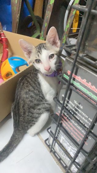 ลูกแมว  2 เดือน รูปที่ 5