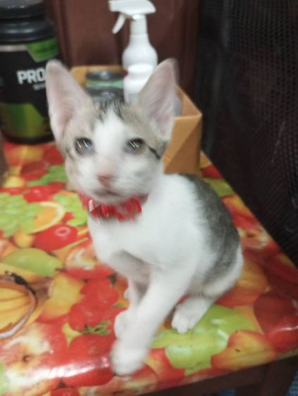 ลูกแมว  2 เดือน รูปที่ 2