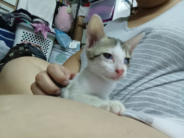 ลูกแมว  2 เดือน รูปที่ 17