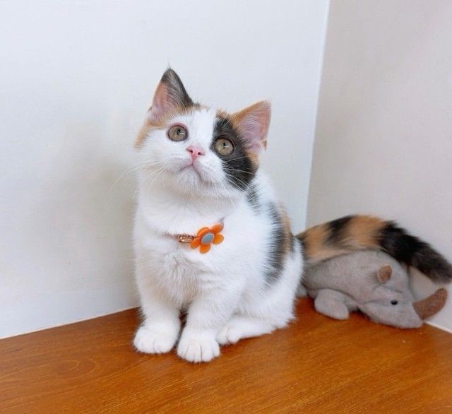 แมวมันช์กิ้น แมวขาสั้นน่ารักๆ รูปที่ 9