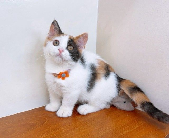 แมวมันช์กิ้น แมวขาสั้นน่ารักๆ รูปที่ 11