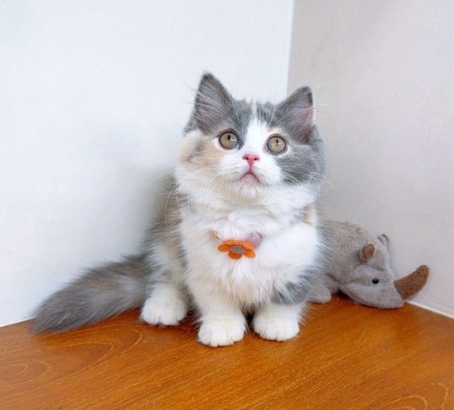 แมวมันช์กิ้น แมวขาสั้นน่ารักๆ รูปที่ 14