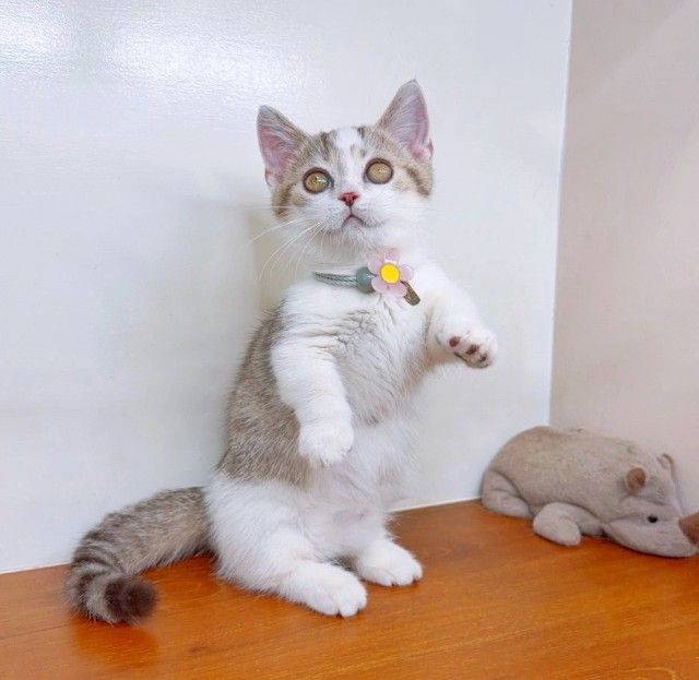 แมวมันช์กิ้น แมวขาสั้นน่ารักๆ รูปที่ 6
