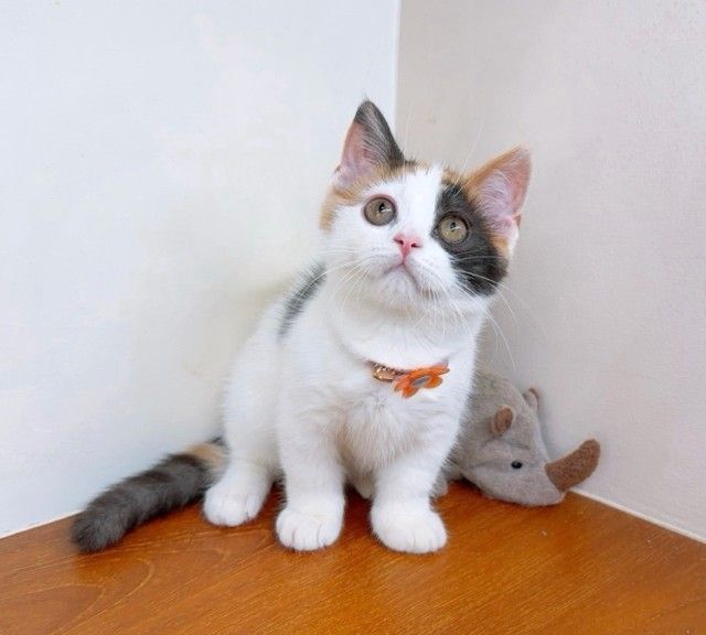 แมวมันช์กิ้น แมวขาสั้นน่ารักๆ รูปที่ 10