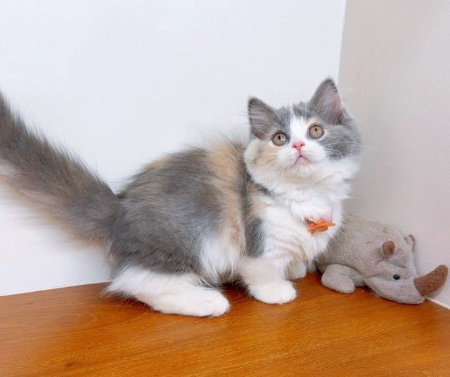 แมวมันช์กิ้น แมวขาสั้นน่ารักๆ รูปที่ 16