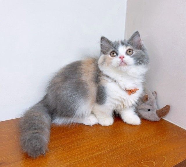 แมวมันช์กิ้น แมวขาสั้นน่ารักๆ รูปที่ 15