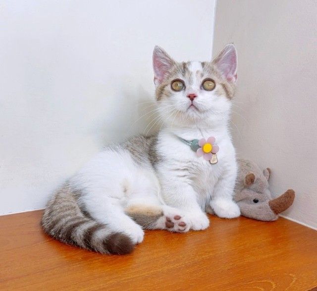 แมวมันช์กิ้น แมวขาสั้นน่ารักๆ รูปที่ 7