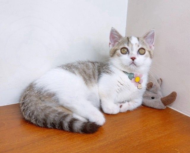 แมวมันช์กิ้น แมวขาสั้นน่ารักๆ รูปที่ 2