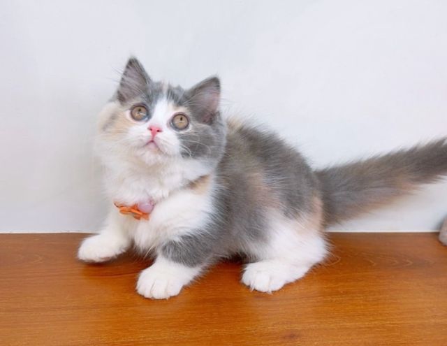 แมวมันช์กิ้น แมวขาสั้นน่ารักๆ รูปที่ 17