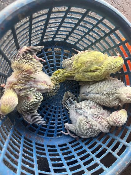 หงส์หยกฟอลโล่ รูปที่ 3