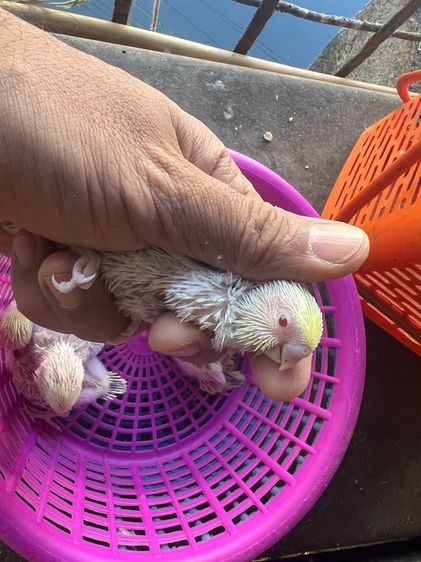 หงส์หยกฟอลโล่ รูปที่ 6