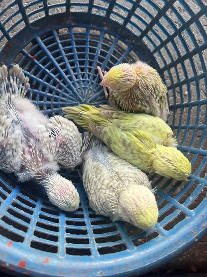 หงส์หยกฟอลโล่ รูปที่ 4