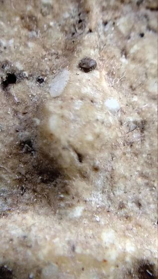 พระสมเด็จวัดระฆัง บางขุนพรหม เกศไชโย หลวงปู่ภู หลวงปู่นาค รูปที่ 14