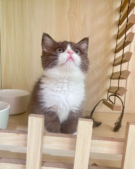 มันช์กิ้น (Munchkin) เด็กหญิง ขาสั้น