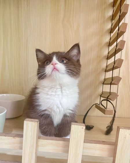 เด็กหญิง ขาสั้น รูปที่ 8