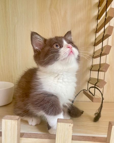 เด็กหญิง ขาสั้น รูปที่ 3