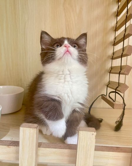 เด็กหญิง ขาสั้น รูปที่ 2