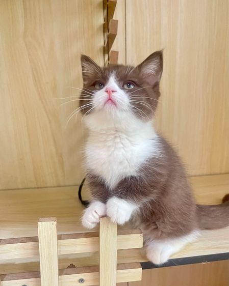 เด็กหญิง ขาสั้น รูปที่ 7