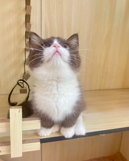 เด็กหญิง ขาสั้น รูปที่ 4