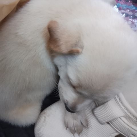 ลาบาดอผสมเด้น รูปที่ 3