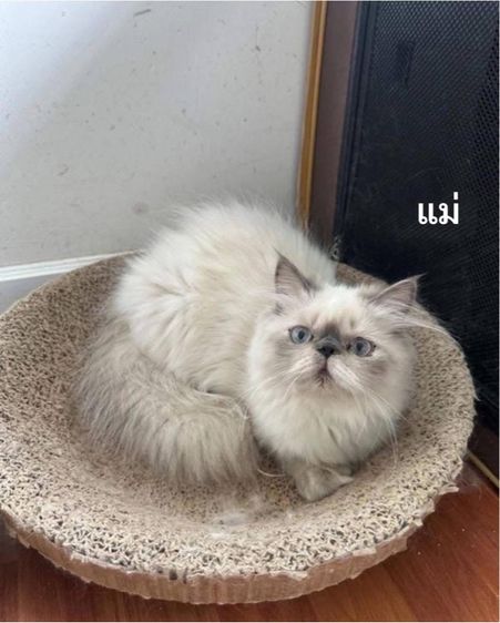 แมวเปอร์เซียผสมเอ็กโซติก รูปที่ 7