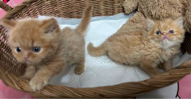 แมวเปอร์เซียผสมเอ็กโซติก รูปที่ 6