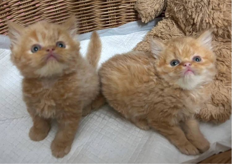 แมวเปอร์เซียผสมเอ็กโซติก รูปที่ 4