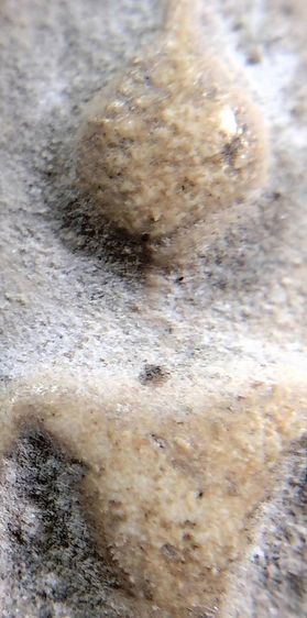 พระกรุวัดพลับ บางขุนพรหรม วัดระฆัง รูปที่ 18