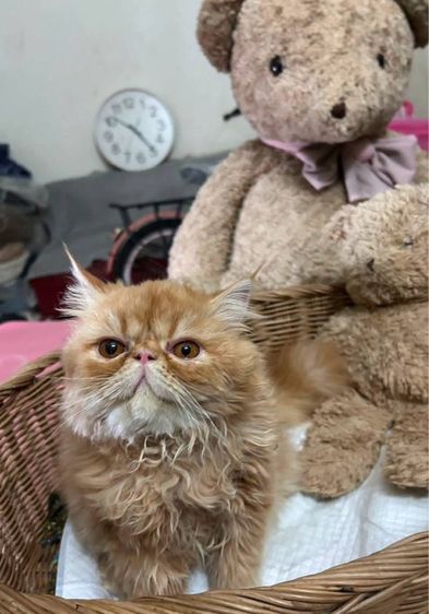 แมวเปอร์เซียผสมเอ็กโซติก