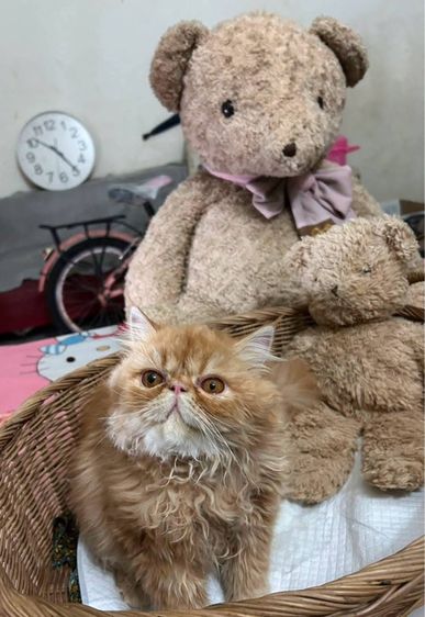 แมวเปอร์เซียผสมเอ็กโซติก รูปที่ 2