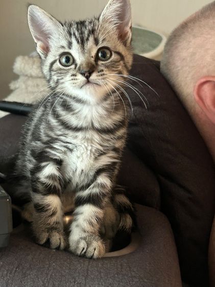 แมวอเมริกันช็อตแฮร์ รูปที่ 2