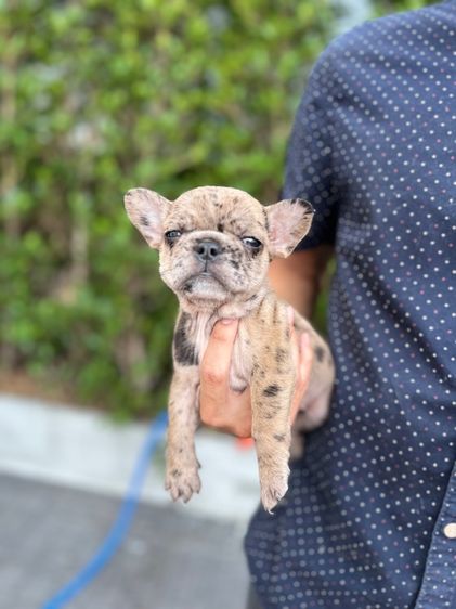 เฟรนช์ บูลด็อก (French Bulldog) เล็ก เฟรนช์ บูลด็อก