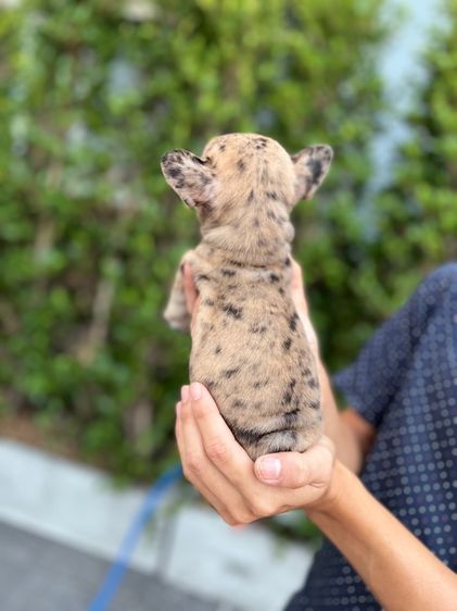 เฟรนช์ บูลด็อก รูปที่ 2