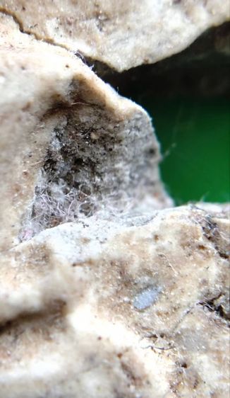 พระสมเด็จวัดระฆัง บางขุนพรหม เกศไชโย หลวงปู่ภู หลวงปู่นาค หลวบพ่อโหน่ง รูปที่ 5