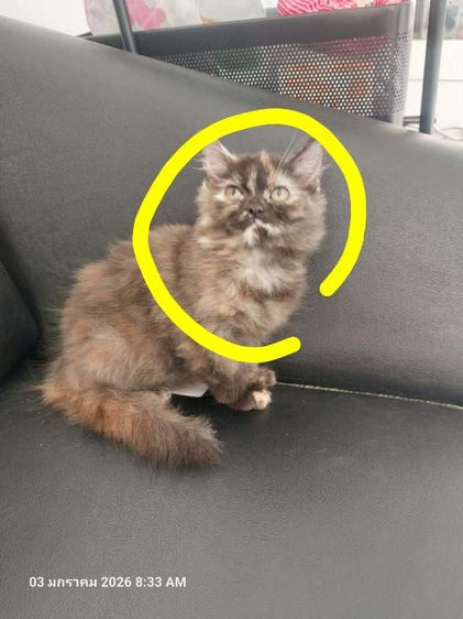 แมว รูปที่ 5