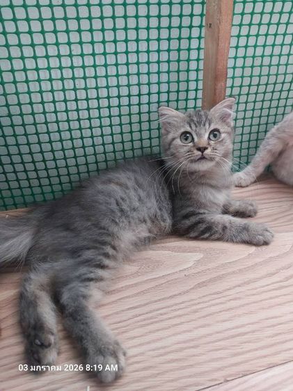 แมว รูปที่ 8