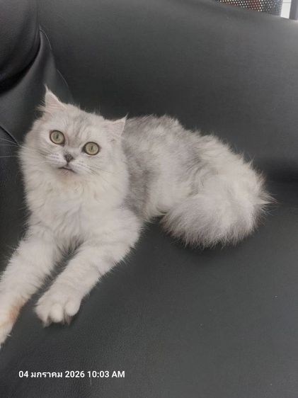 แมว รูปที่ 2