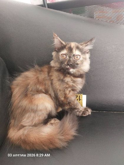 แมว รูปที่ 3