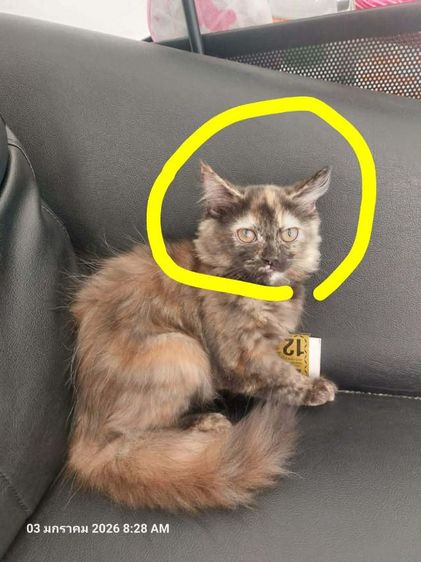 แมว รูปที่ 6