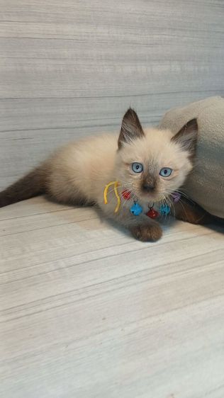 แมวสก้อตติช เพศเมียเพศผู้วัคซีนแล้ว1เข็มก่อนย้ายตรวจหัดแมวฟรีรับประกันเอดส์แมวกับรูคีเมียคะ รูปที่ 2