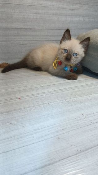 แมวสก้อตติช เพศเมียเพศผู้วัคซีนแล้ว1เข็มก่อนย้ายตรวจหัดแมวฟรีรับประกันเอดส์แมวกับรูคีเมียคะ รูปที่ 8