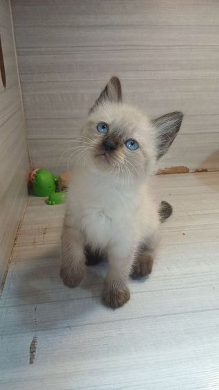 แมวสก้อตติช เพศเมียเพศผู้วัคซีนแล้ว1เข็มก่อนย้ายตรวจหัดแมวฟรีรับประกันเอดส์แมวกับรูคีเมียคะ รูปที่ 11