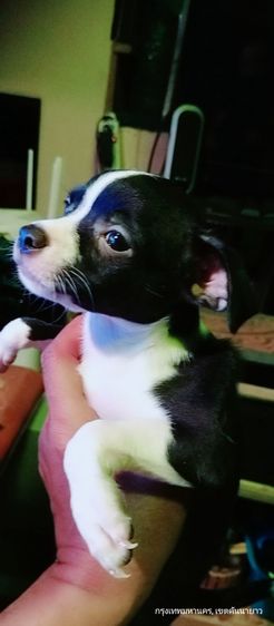 ชิวาว่า(แท้) สีช็อคโกแลต-ดำขาว 2.5 เดือน ช.2ญ.1