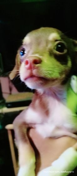 ชิวาว่า(แท้) สีช็อคโกแลต-ดำขาว 2.5 เดือน ช.2ญ.1 รูปที่ 6