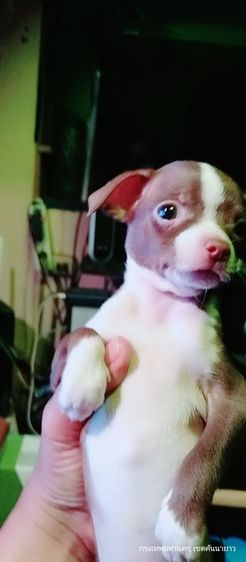 ชิวาว่า(แท้) สีช็อคโกแลต-ดำขาว 2.5 เดือน ช.2ญ.1 รูปที่ 8